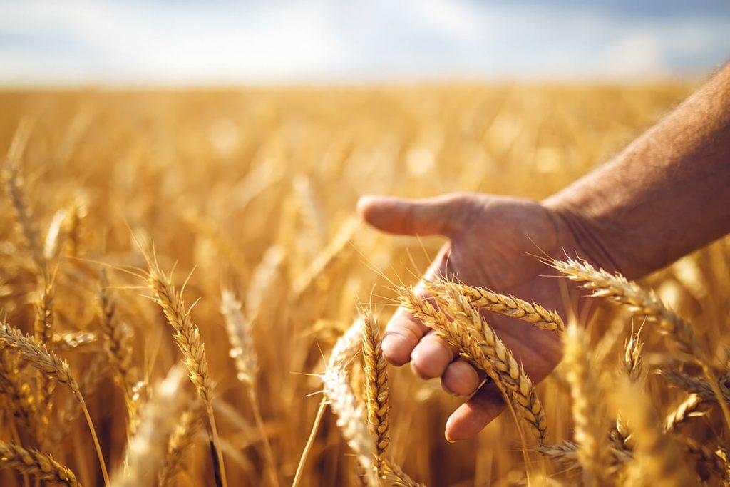 Differenza tra una spiga d'orzo e una di grano